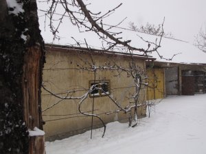 IMG_6656