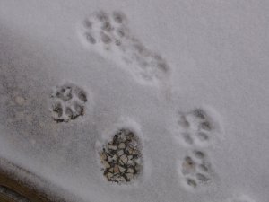 IMG_6660