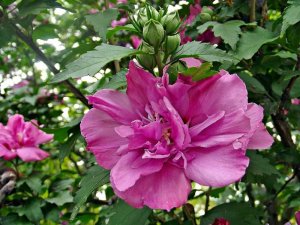 16077089_e44a2c97c14c093c345e67a06c7d0b34_l